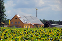 Sunflower_web