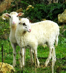 arnakia
