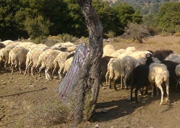 αιγοπρόβατα